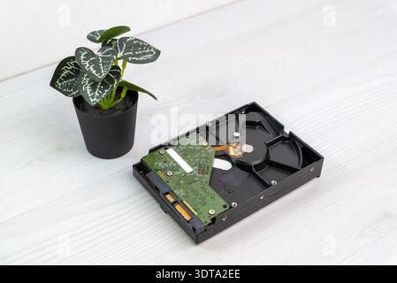 Opened hard disk drive showing internal platter and circuit board placed on light wooden desk near small decorative plant Stock Photo
