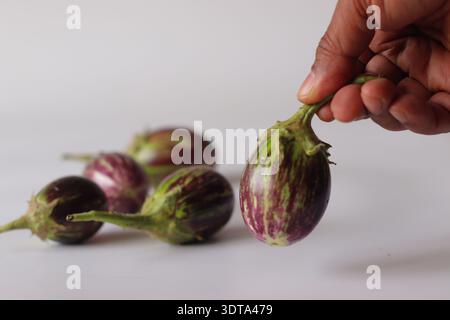 Hand holding fresh striped brinjal with purple and green skin on white background. Organic eggplant vegetable used in Indian cooking, curry and tradit Stock Photo