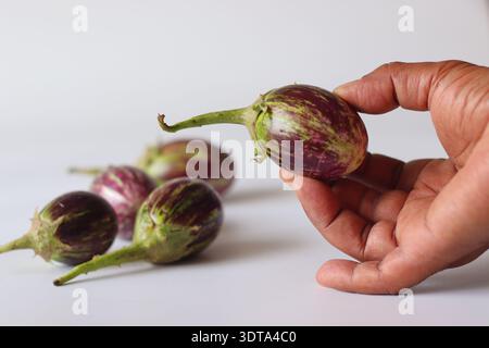 Hand holding fresh striped brinjal with purple and green skin on white background. Organic eggplant vegetable used in Indian cooking, curry and tradit Stock Photo