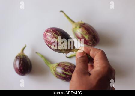 Hand holding fresh striped brinjal with purple and green skin on white background. Organic eggplant vegetable used in Indian cooking, curry and tradit Stock Photo