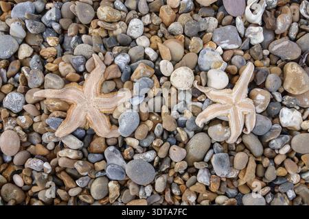 Dead starfish still moist washed up on a pebble beach Stock Photo