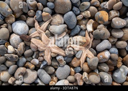 Dead starfish still moist washed up on a pebble beach Stock Photo