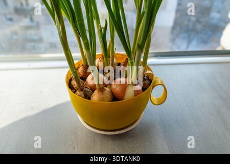 Close up of onion bulbs and garlic starting to grow in a yellow cup. Focus on the root system and young green sprouts on a windowsill Stock Photo