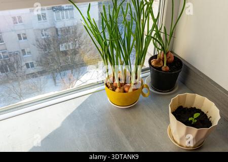 Edible herbs and vegetables growing on a windowsill, including green onions, garlic, and young basil. Urban gardening concept in a bright winter room Stock Photo