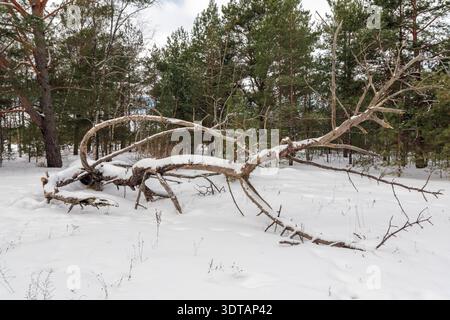 A massive dead pine branch lies partially buried in fresh snow on the forest floor. Natural winter decomposition and textures in a wild coniferous woo Stock Photo