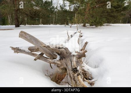 Close up of a weathered fallen tree trunk partially buried in fresh white snow in a winter forest. Great for environmental and texture concepts. Stock Photo