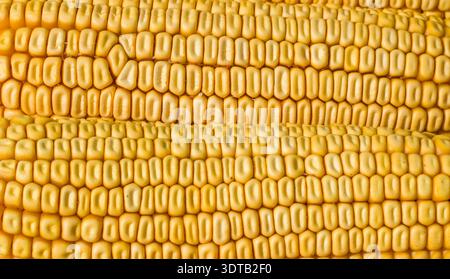 Extreme close-up of ripe golden corn on the cob, tightly packed shiny kernels glowing in warm sunlight Stock Photo