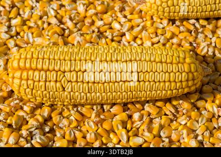 Detailed close-up of ripe corn kernels showing smooth texture and shine Stock Photo