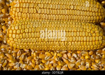 Detailed macro of corn kernels arranged in perfect rows Stock Photo