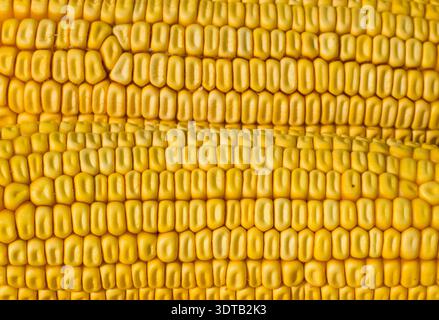 Close-up of golden corn on the cob with shiny kernels in neat rows Stock Photo
