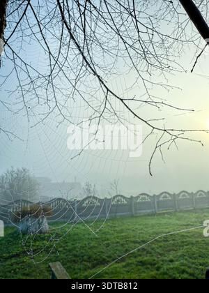 Spiderweb full of dew drops in foggy morning light Stock Photo