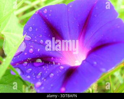 Raindrops on purple petunia flower after rain Stock Photo