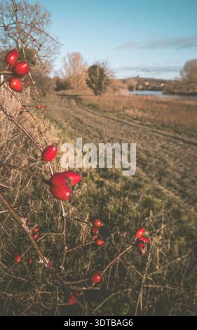 A close-up of a frosty log, with delicate ice crystals sparkling in the morning sunlight. In the background, a tranquil nature path lined with branche Stock Photo