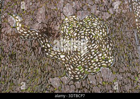 a cobblestone pavement featuring an intricate, symmetrical pattern with alternating dark and light stones forming a geometric design. Stock Photo