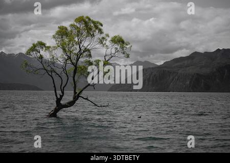 Beautiful green Wānaka Tree in a black and white background with mountains and cloudy sky Stock Photo