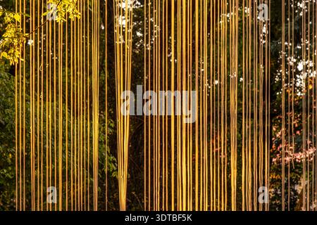 vertical strips of canvas on background a dense forest with sunlight filtering through, creating a dappled light effect Stock Photo