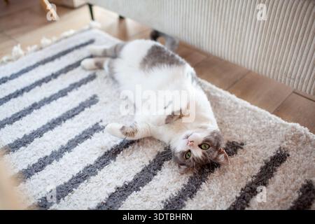 White and grey cat lying on carpet at home feeling cozy and comfortable. Pet relaxing in living room Stock Photo