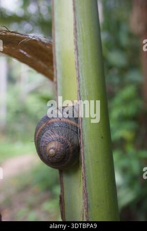 Snail on a green plant stem, close up with soft background blur Stock Photo