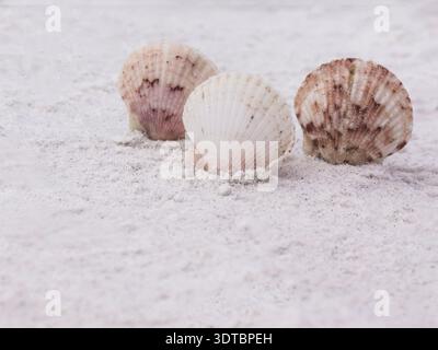 Neutral Seashells on the Sand Copy Space Stock Photo