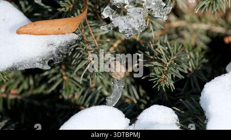 Winter brings a serene blanket of snow covering green branches, creating beauty. Stock Photo
