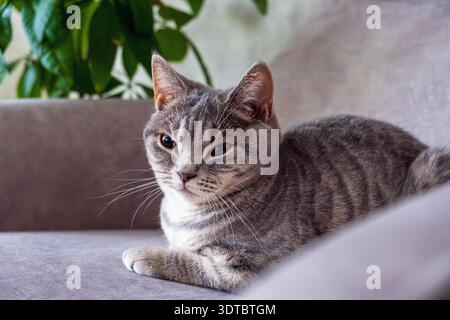 Relaxed Gray Cat Lounging on a Sofa Stock Photo
