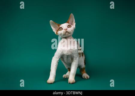 Curious White and Tortoiseshell Devon Rex Kitten on Green Background Stock Photo