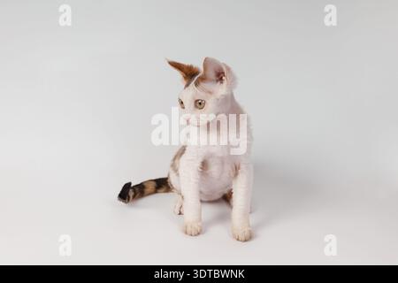 Cute Devon Rex Kitten Sitting and Looking Away on White Background Stock Photo