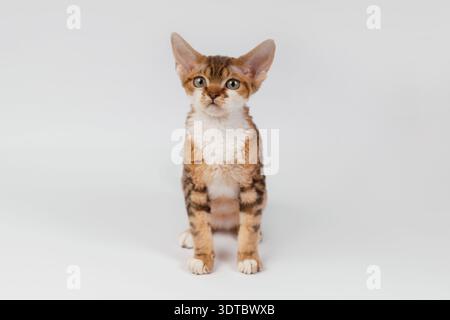 Front View Portrait of a Devon Rex Kitten with Large Ears Stock Photo