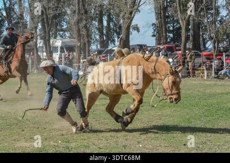 Macachin, La Pampa, Argentina, 09-03-2018, Gaucho taming a rearing ...