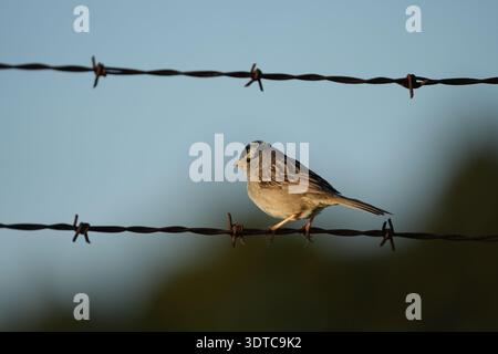 A white crowned sparrow perched on barbed wire. Stock Photo