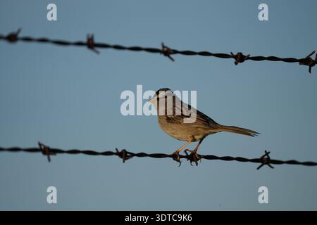 A white crowned sparrow perched on barbed wire. Stock Photo