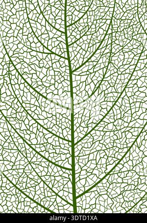 Closeup green tree leaf veins pattern, background Stock Vector