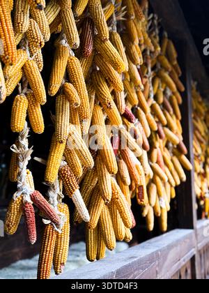 Dried corn cobs hanging on a traditional building Stock Photo