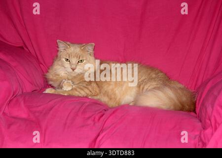 Light ginger orange cat lying comfortably on a pink chair Stock Photo