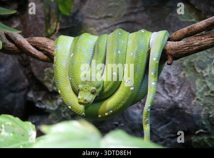 Green snake wrapped around a tree branch Stock Photo