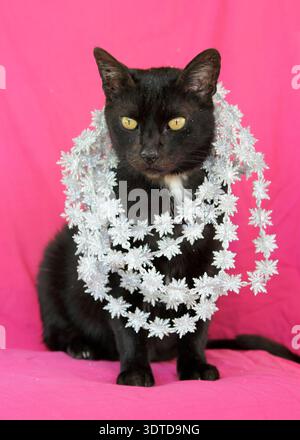 Black cat sitting on a pink surface wearing a garland of snowflakes Christmas decorations Stock Photo