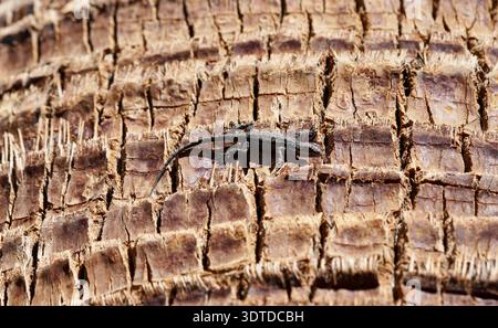 A small lizard on a palm tree on a sunny day showing the unique bark pattern and scale of the lizard Stock Photo