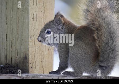 Gray squirrel perched on a wooden beam looking for food in Harriman state park forest Stock Photo