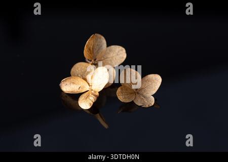 Dried hydrangea petals showcasing intricate textures and warm brown tones, casting reflections on a glossy dark surface, symbolizing fragility, natura Stock Photo