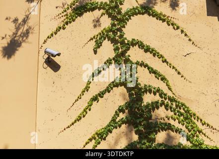 Security camera mounted on beige wall with climbing ivy creating natural patterns. Green vines cascade down the textured surface, casting shadows in w Stock Photo