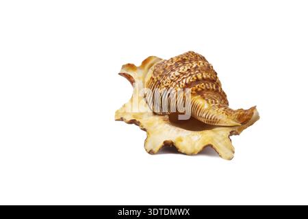Sea shell isolated on white Stock Photo