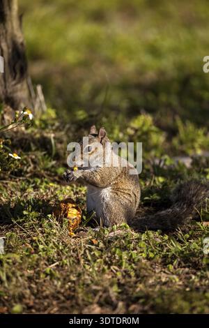 Brown Little Shermans fox squirrel Sciurus niger shermani sits on the grass to eat in Liberty Park, Naples, Florida Stock Photo