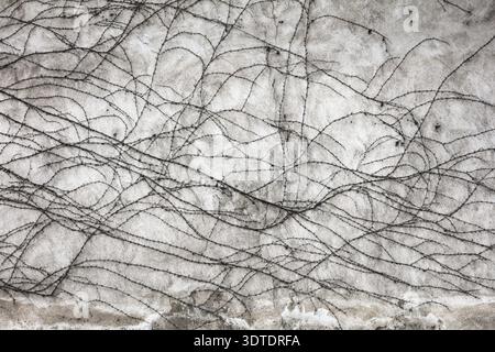 Creeper on stone wall, abstract grunge background Stock Photo
