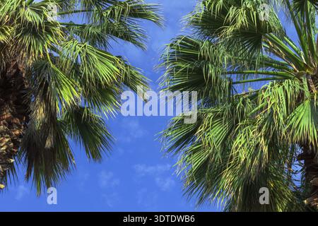 Two palm trees on a background of the cloudy sky Stock Photo
