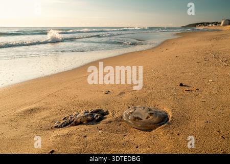 Jellyfish washed ashore on sandy beach with gentle waves along the Black Sea coast in Obzor, Bulgaria. Warm golden evening light and natural coastal s Stock Photo