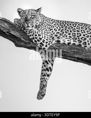 Leopard Resting on Tree Branch in Black and White, High Contrast Stock Photo
