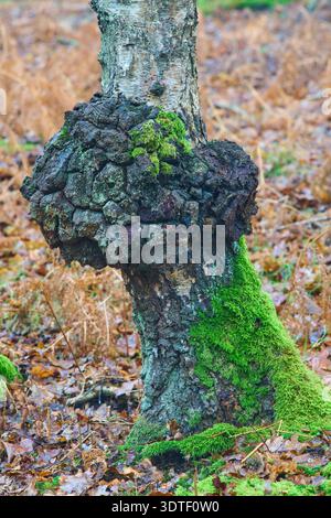 A burr growth on the trunk of a Silver birch tree. Stock Photo