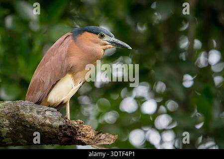 Rufous Night Heron, (nycticorax caledonicus), Palawan, Philippines Stock Photo
