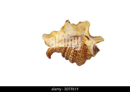 Sea shell isolated on white Stock Photo