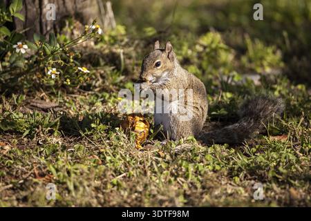 Brown Little Shermans fox squirrel Sciurus niger shermani sits on the grass to eat in Liberty Park, Naples, Florida Stock Photo